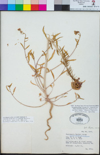 Eremothera boothii var. desertorum image