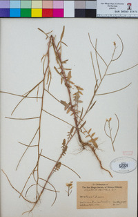 Sisymbrium orientale image