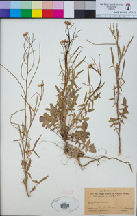 Sisymbrium orientale image