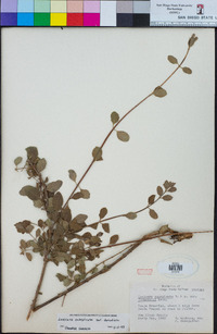 Lonicera subspicata image