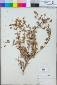 Lonicera subspicata image