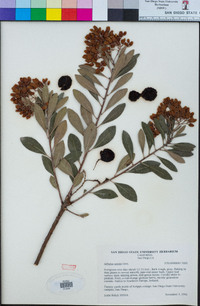 Arbutus unedo image