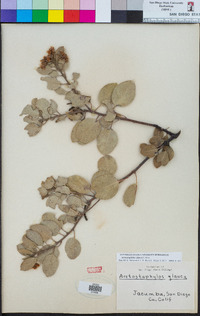 Arctostaphylos glauca image