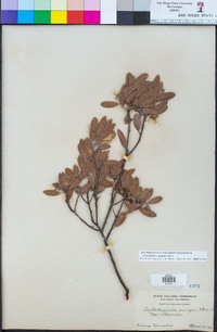 Arctostaphylos pungens image