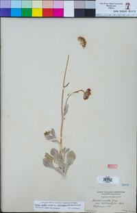 Hulsea vestita subsp. callicarpha image