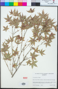 Acer japonicum image