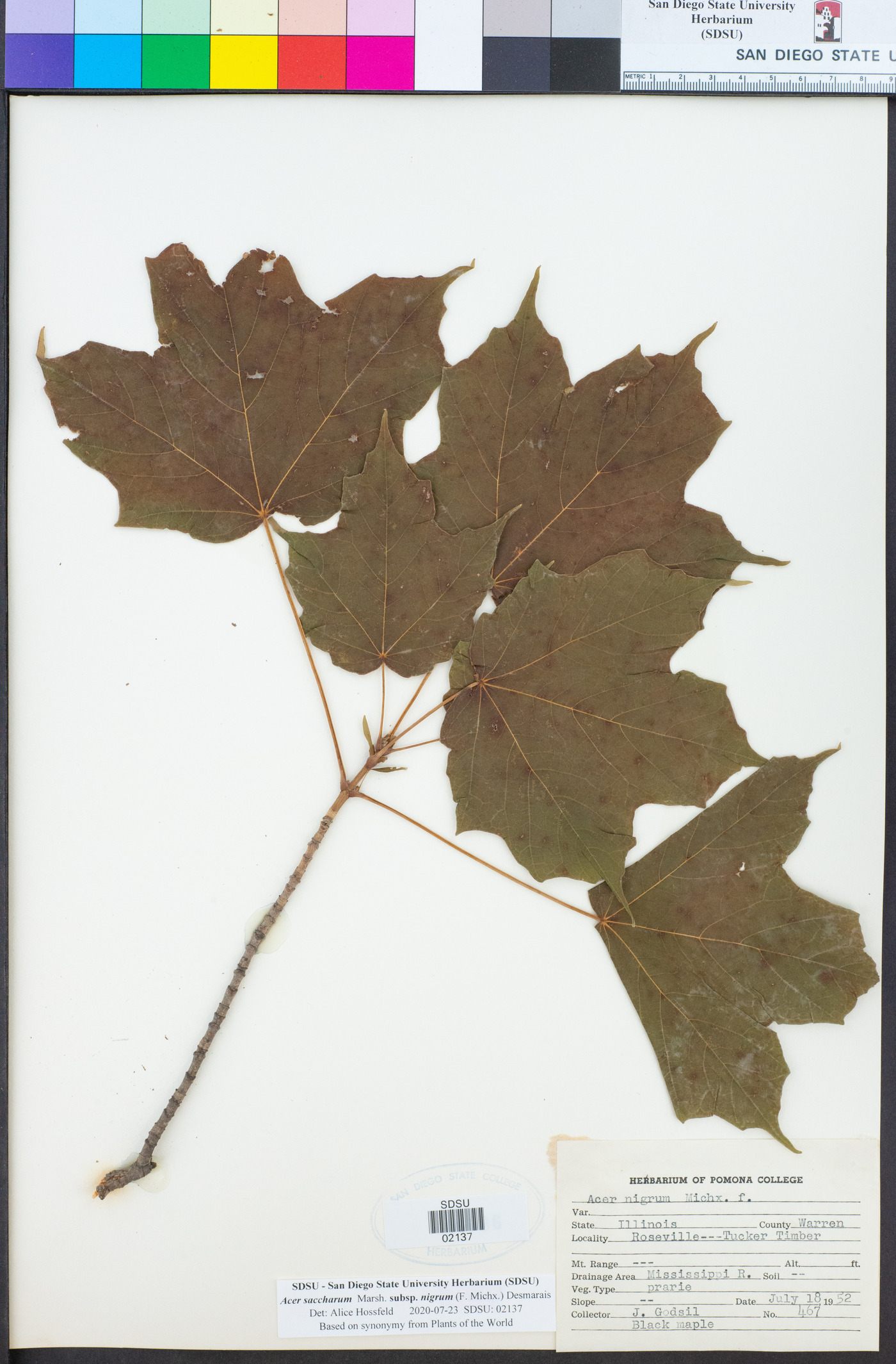 Acer nigrum image