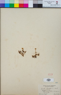 Draba oligosperma image