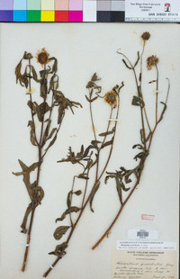 Helianthus gracilentus image