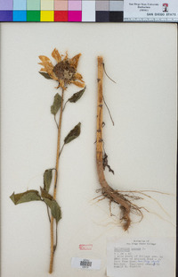 Helianthus annuus image