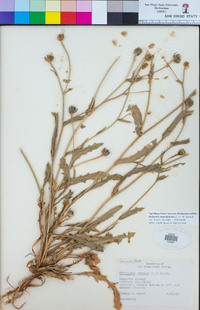 Hedypnois rhagadioloides image