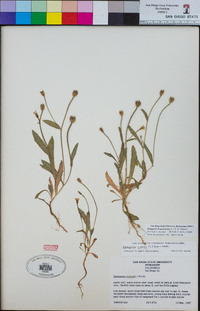 Hedypnois rhagadioloides image