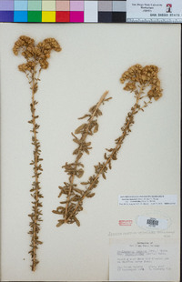 Isocoma menziesii image