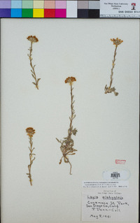 Layia platyglossa image