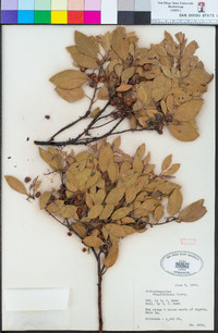 Arctostaphylos stanfordiana image