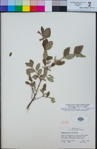 Symphoricarpos albus image