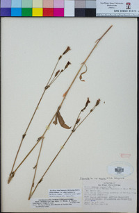 Silene laciniata subsp. laciniata image