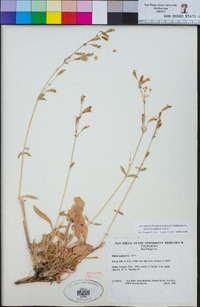 Silene verecunda image