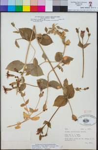 Silene laciniata subsp. californica image