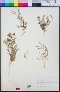 Gilia nevinii image