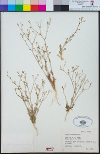 Gilia transmontana image