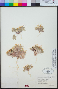 Langloisia setosissima var. punctata image