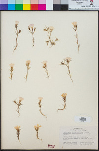 Linanthus dianthiflorus image