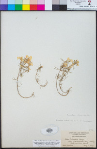Leptosiphon floribundum image