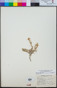 Phlox hoodii image