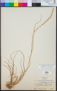 Festuca perennis image