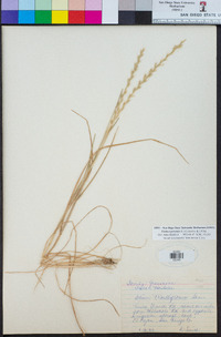 Festuca perennis image