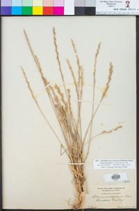 Festuca perennis image