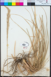 Muhlenbergia emersleyi image