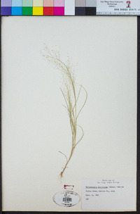 Muhlenbergia minutissima image