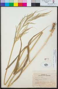 Stipa miliacea var. miliacea image