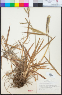 Paspalum dilatatum image