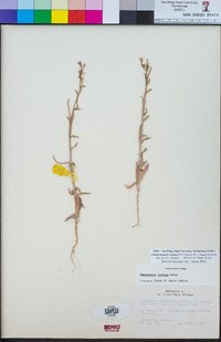 Camissoniopsis confusa image