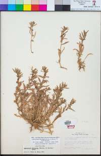 Camissoniopsis micrantha image