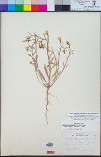 Camissoniopsis pallida subsp. hallii image