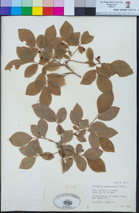 Vaccinium membranaceum image