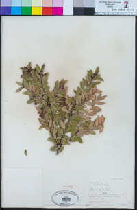 Vaccinium ovatum image