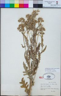 Senecio glomeratus image