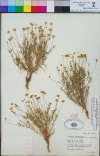 Thymophylla pentachaeta image