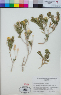 Trixis californica var. californica image