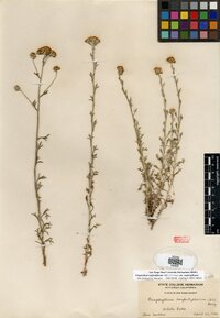 Eriophyllum confertiflorum image