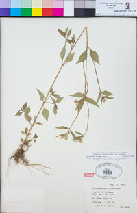 Galinsoga parviflora image