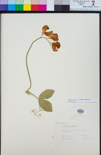 Lathyrus odoratus image