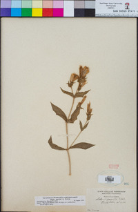 Silene parishii image