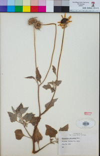 Helianthus petiolaris image