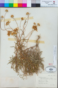 Heliomeris multiflora image